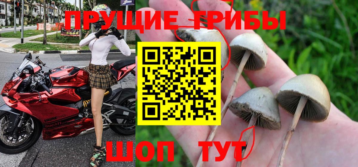 Карачаевск  Галлюциногенные грибы мицелий  Вход с VPN  Галлюциногенные грибы Psilocybe 