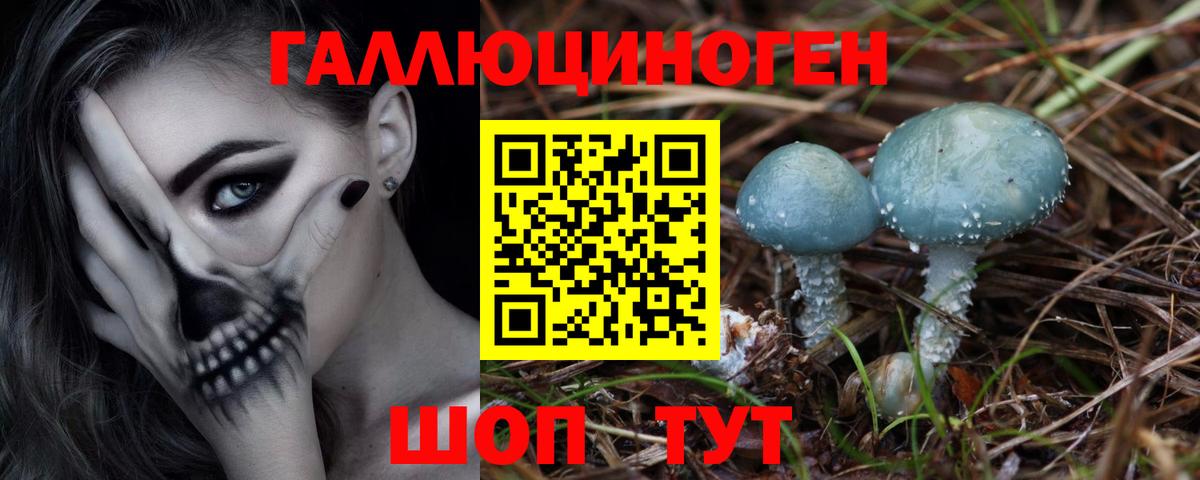 Псилоцибиновые грибы Psilocybe Карачаевск